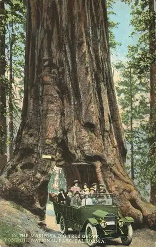 Baeume Trees Mariposa Yosemite National Park California Kat. Pflanzen