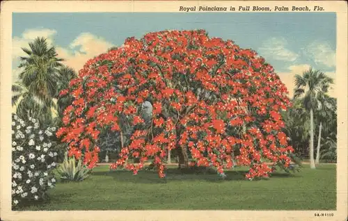 Baeume Trees Royal Poinciana Full Bloom Palm Beach  Kat. Pflanzen