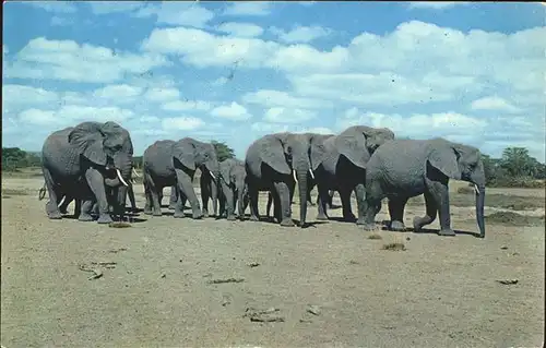 Elefant Tanzania  Kat. Tiere