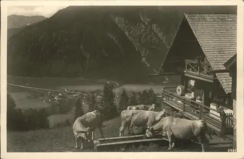 Bayrischzell Zeller Niederalm Kuehe Kat. Bayrischzell