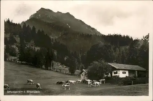 Birkenstein Schweiger Alm Kuehe Kat. Fischbachau