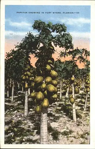 Baeume Trees Papaya Fort Myres Florida Kat. Pflanzen