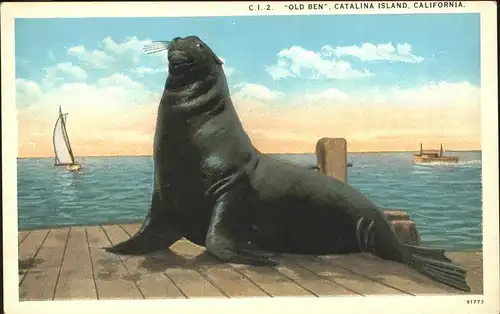 Robben Seehunde Old Ben Catalina Island California / Tiere /