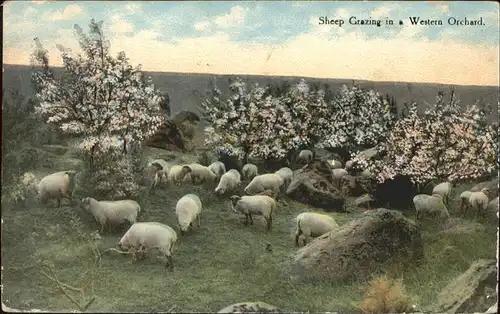 Schafe Sheep Grazing Western Orchard Kat. Tiere