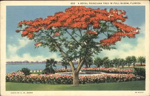 Baeume Trees Royal Poinciana Florida Kat. Pflanzen