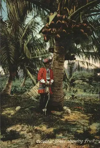 Palmen Kokosnuss Cocoanut Grees Fruit  Kat. Pflanzen