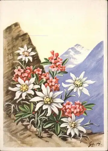 Edelweiss Alpenrose Helff und Stein Verlag Nr. 5273 Kat. Pflanzen