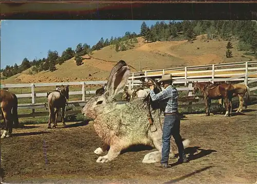 Hasen Big Jack Ranch Pferde  Kat. Tiere