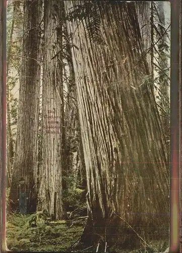 Baeume Trees Big Cedars Spokane Washington Kat. Pflanzen