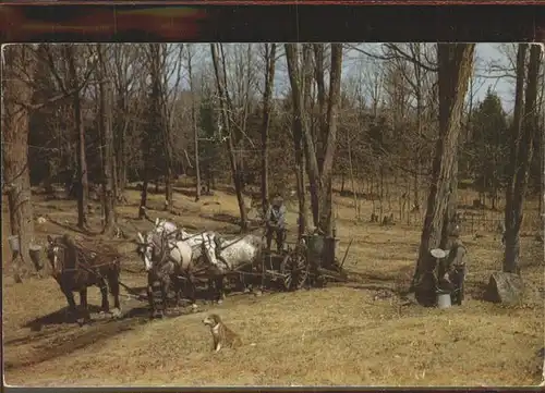 Pferdekutschen Run Vermont Sugar Orchard Late Spring Kat. Tiere