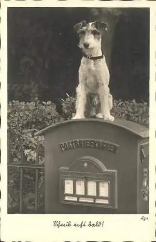 Briefkasten Hund Gunkel Foto Kunstkarte Nr. 2578 Kat. Post