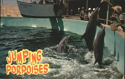 Delphine Seaquarium Miami Florida jumping porpoises Kat. Tiere