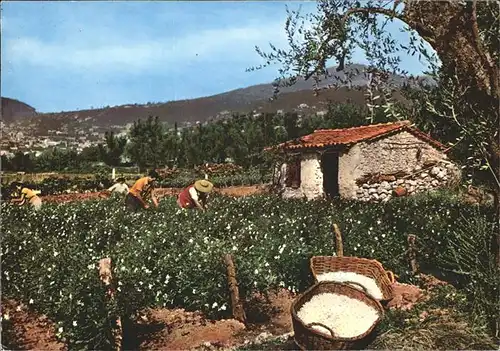 Ernte Landwirtschaft Jasmin Cote d Azur Grasse Kat. Landwirtschaft