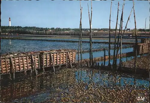 Meerestiere Bassin D Arcachon Cap Ferret Parcs a huitres Austern Kat. Tiere