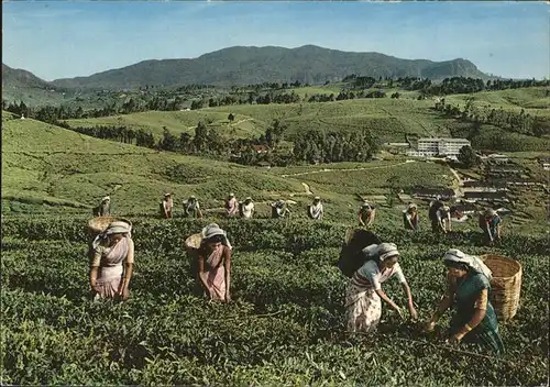 Ernte Landwirtschaft Tee Nuwara Eliya Tea Pluckers Kat. Landwirtschaft