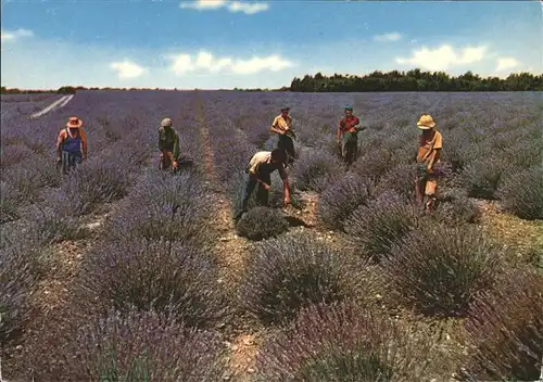 Ernte Landwirtschaft Lavendel Beau Ciel de Provence Kat. Landwirtschaft