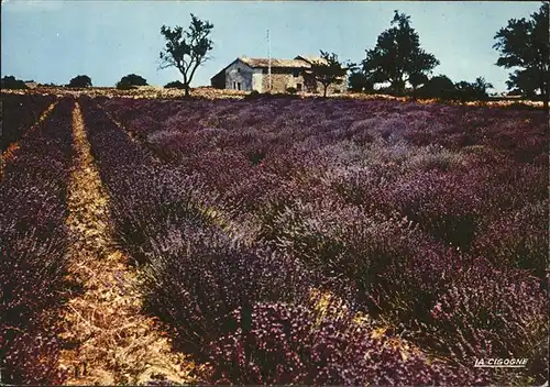 Landwirtschaft Champ de lavande Reflets de Provence Lavendelfeld Kat. Landwirtschaft