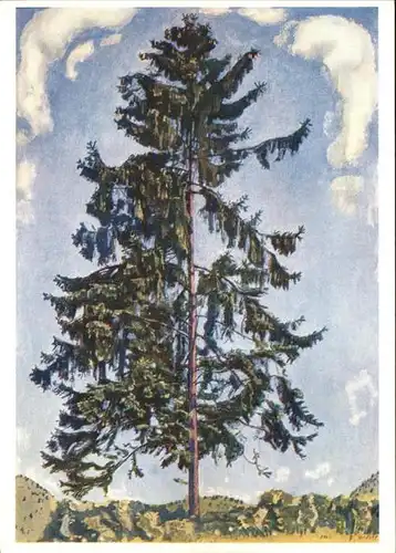 Baeume Trees Tanne Kuenstlerkarte Ferdinand Hodler Kat. Pflanzen