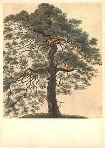 Baeume Trees Foehre Pino Kuenstlerkarte Gottfried Keller Kat. Pflanzen