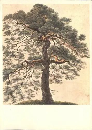Baeume Trees Foehre Kuenstlerkarte Gottfried Keller Kat. Pflanzen