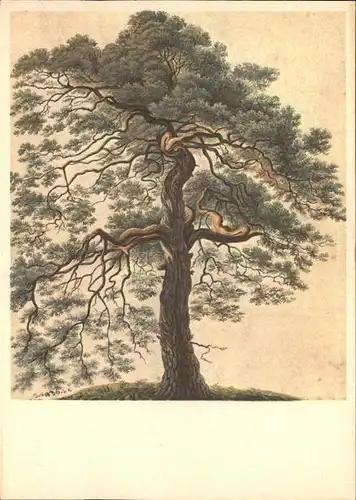 Baeume Trees Foehre Pino silvestre Kuenstlerkarte Gottfried Keller Kat. Pflanzen