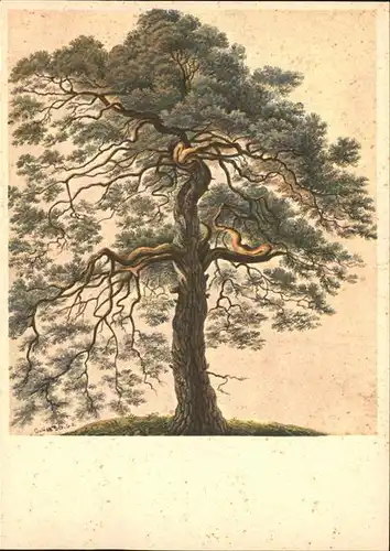 Baeume Trees Foehre Pin Kuenstlerkarte Gottfried Keller Kat. Pflanzen