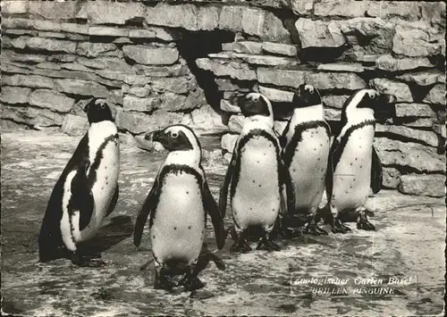 Pinguin Zoologischer Garten Basel Brillen Pinguine Kat. Tiere