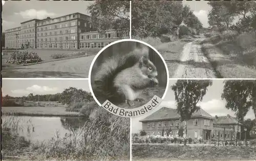 Bad Bramstedt Eichhoernchen  Kat. Bad Bramstedt