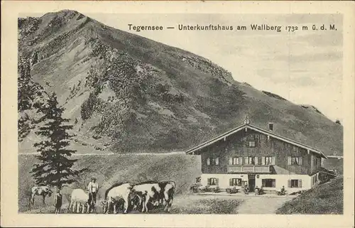 Tegernsee Unterkunftshaus am Wallberg Kuhherde Kat. Tegernsee