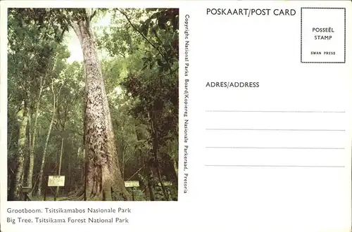 Baeume Trees Grootboom Tsitsikamabos Nasionale Park Kat. Pflanzen