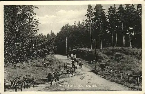 aw05869 Wernigerode Harz Salzberg Rinder Kategorie. Wernigerode Alte Ansichtskarten