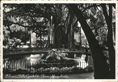 Palermo Sicilia Villa Garibaldi Ficus Magnolioides Kat. Palermo