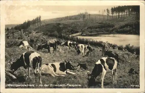 Wernigerode Harz Zillerbach-Talsperre / Wernigerode /Harz LKR