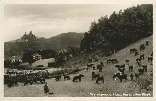 Wernigerode Harz Am grossen Bleek / Wernigerode /Harz LKR