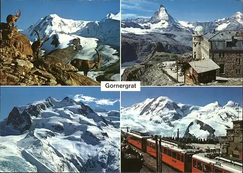 Gornergrat Zermatt Steinboecke Hotel Monte Rosa Gornergratbahn / Gornergrat /Rg. Zermatt