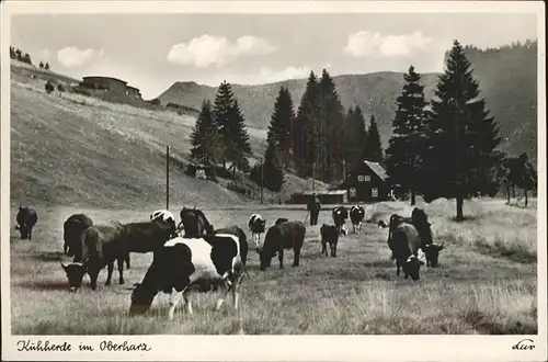 Brocken Kuhherde im Oberharz Kat. Wernigerode