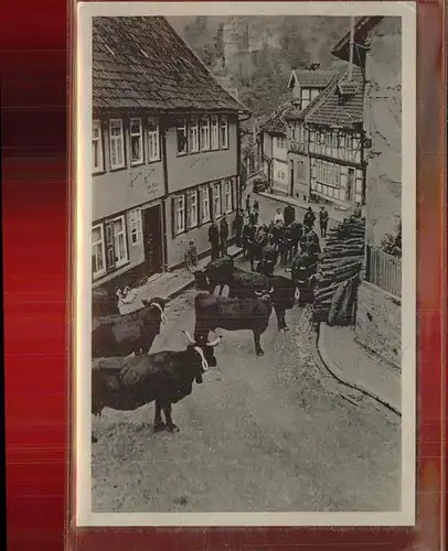 Stolberg Harz Ausziehende Kuhherde Viehtrieb Luftkurort Kat. Stolberg Harz