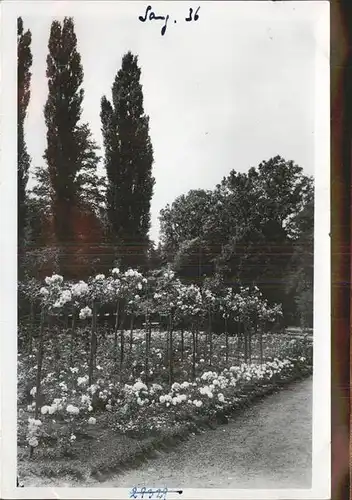 Sangerhausen Suedharz Rosarium Kat. Sangerhausen