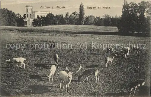 Putbus Ruegen Tierpark mit Kirche Wild Kat. Putbus