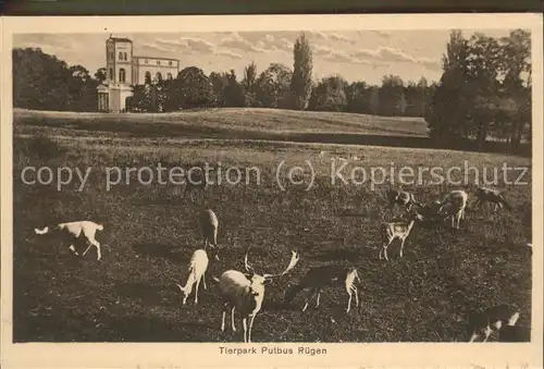 Putbus Ruegen Tierpark Wild Kat. Putbus