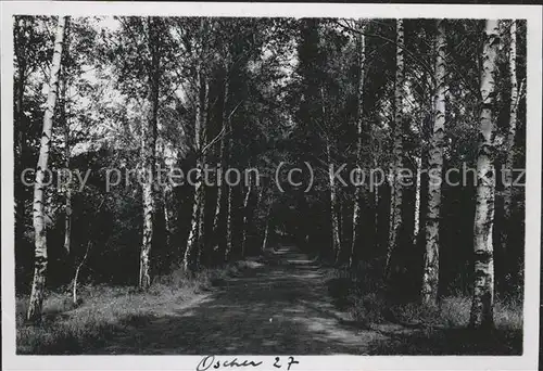 Oschersleben Birkenallee Wiesenpark Kat. Oschersleben