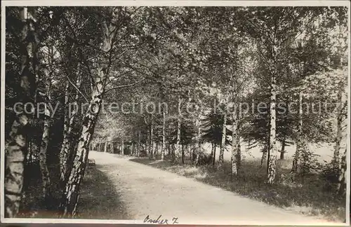 Oschersleben Birkenallee Wiesenpark Kat. Oschersleben