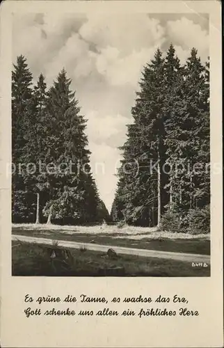 Elend Harz Waldschneise Kat. Elend Harz