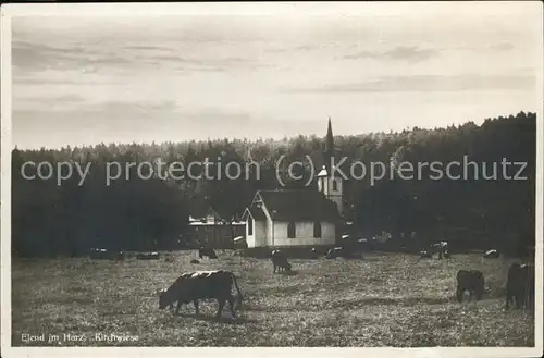 Elend Harz Kirchwiese Kuehe Kat. Elend Harz