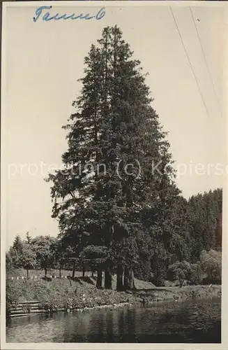 Tanne Harz Wahrzeichen Kat. Tanne Harz