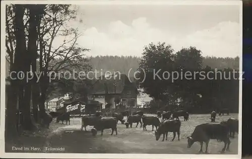 Elend Harz Strasse Kuehe Kat. Elend Harz