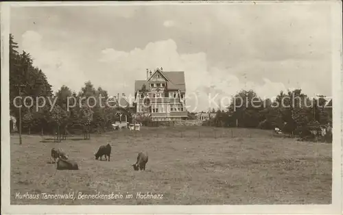 Benneckenstein Kurhaus Tannenwald Kuehe Kat. Benneckenstein