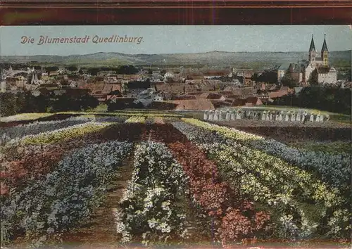 Quedlinburg Panorama Blumenfeld Kat. Quedlinburg