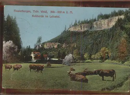 Finsterbergen Kuhherde im Leinatal Kat. Finsterbergen