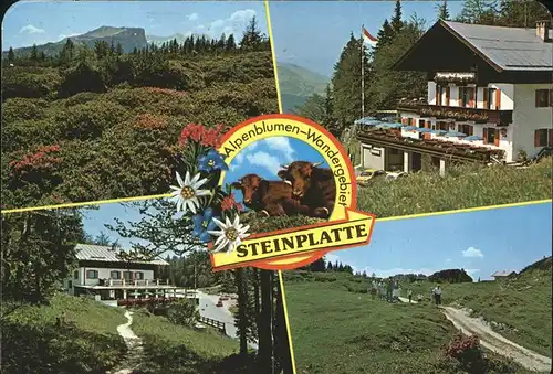 Waidring Tirol Alpengasthof Steinplatte Alpenblumen Wandergebiet Kuh Kat. Waidring